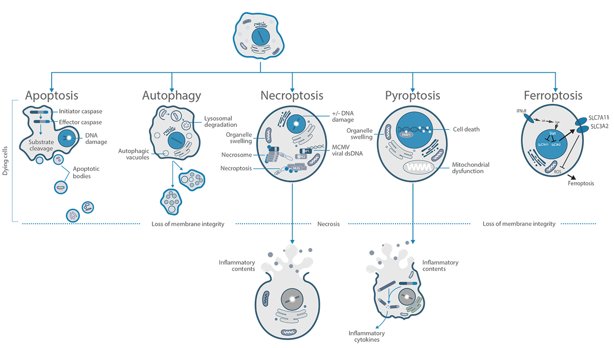 SP-500 Platform -  Vector Drug Conjugates
      Engineered to Induce Multiple Programmed Cell Death Pathways